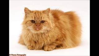 Persian Cat  Sound Effect [upl. by Enamrahc]