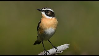 Chants doiseaux Révision 152 [upl. by Norma]