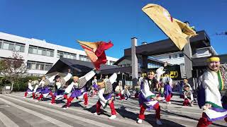 【４K】どーんとCoco de 踊らん会★小田原えっさホイおどり紅白対抗演舞祭にぎわい広場20241201DJIPocket3 [upl. by Ttoille]