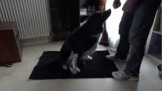 Vidéo 5 Réhabilitation canine Looh Travail couché debout 1 [upl. by Hanoj]