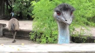 Emu Feeding Time [upl. by Marfe691]