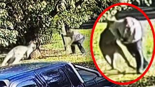 Kangaroo Attacks Man in Australia [upl. by Atinra712]