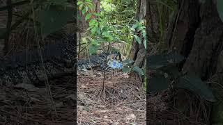 🥷🙈🦎 Goanna steals milk nature reptile lacemonitor camping Aussie aussieantics 🫣 [upl. by Aklim]