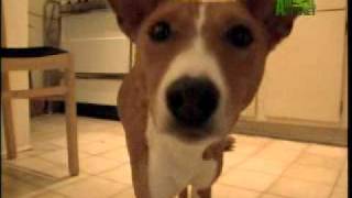 Breed All About It  Basenji [upl. by Eerrehc]