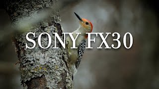 Sony FX30 for Wildlife Take a look [upl. by Armilla]