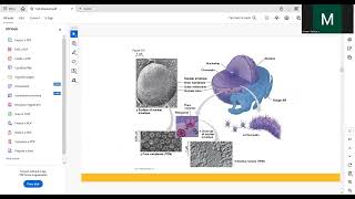 nucleus ribosome ER and golgi [upl. by Carpio516]