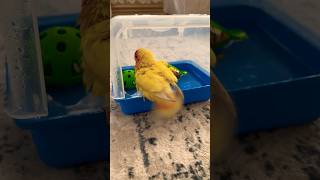 Çikonun banyo eğitimi 🥰 birds parrot funny animals viralvideo shortvideo youtubeshorts fyp [upl. by Homere]