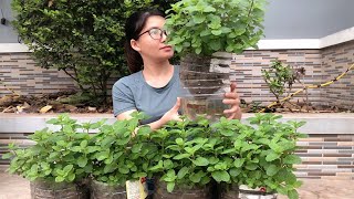 New idea How to grow mint in plastic bottles with water at home My Garden [upl. by Sokairyk]