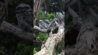 Tawny Frogmouths Are the Masters of Camouflage  ViralHog [upl. by Eidnarb479]