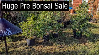 Bonsai Shopping Huge Pre Bonsai sale [upl. by Leeanne]