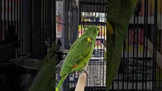 BlueFronted Amazon Parrot at Haaris Pet Centre in Hainault  South American Parrots [upl. by Zorah]