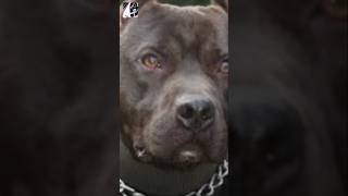 Dangerous Dog Pit Bull Terrier October2024pukhtanarelaxingworldsurvivingvlogs dog factsmine [upl. by Leonora]