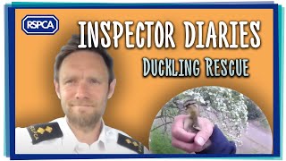 Inspector diaries  Anthony duckling rescue [upl. by Nalliuq]