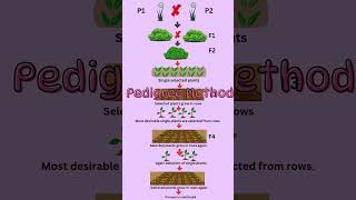 Pedigree selection method in plant breeding feedshorts agriculture plantbreeding notes biology [upl. by Rhtaeh746]