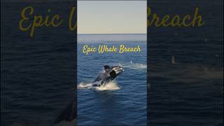 Epic Whale Breach Caught on Camera [upl. by Nairda]