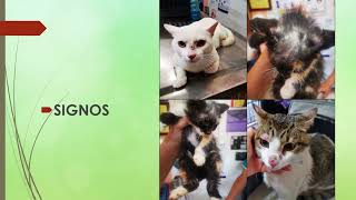 Dermatofitosis en Gatos [upl. by Astred]