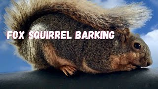 Listen to This Fox Squirrel Barking [upl. by Doble]