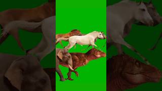 All Real 3D Animal Stampede Green Screen  All 3D Animal Running Walking animalsounds greenscreen [upl. by Alicia]