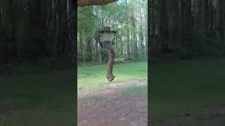 Squirreling around wildfloridasquirrel squirrels animal nature animallover animalshorts bird [upl. by Genesia]