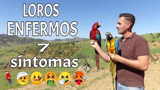 SÍNTOMAS DE LOROS ENFERMOS 😰 ENFERMEDADES DE LOROS REMEDIOSTRATAMIENTOSCUIDADOS [upl. by Anatole278]