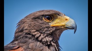 Falconry Intro to Harris Hawks [upl. by Inah]