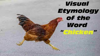 quotChickenquot Visual Etymology History And Origin Of The Word [upl. by Ayrotal]