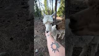 The ladykin alpacas are deciding what a treat is or isn’t [upl. by Hook]