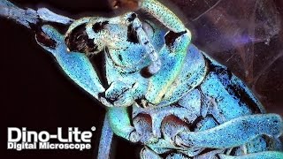 Most Practical Digital Microscope DinoLite [upl. by Sualokin]