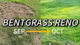 Complete Bentgrass Renovation Results  Jonathan Green Black Beauty Ultra [upl. by Fonsie]