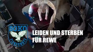 Schlachthof Bochum  Leiden und Sterben für REWE  SOKO Tierschutz eV [upl. by Alimaj928]