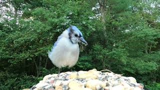 Blue Jay Imitates Hawk [upl. by Joletta]