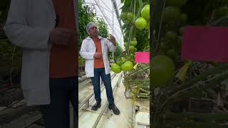 Producción de jitomate orgánico en hidroponía en Zacatecas [upl. by Egdamlat259]