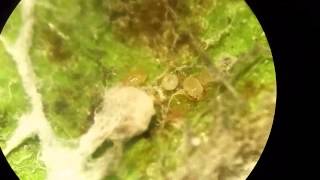 Mold Mites Swirskii Mites Silverleaf Whitefly larvae and Beauvaria bassiana mycelium [upl. by Ulberto]