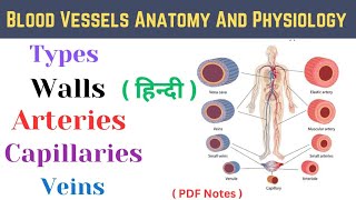 Blood Vessels in hindi  Types  Walls  Arteries  Capillaries  Veins [upl. by Gauldin856]