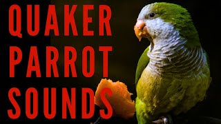 QUAKER PARROT SOUNDS  Monk Parakeet Sounds  maktubytv [upl. by Virge]