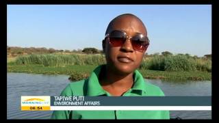 Water hyacinth has taken over more than 60 of the Morula dam [upl. by Robby459]