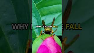 Are Figs NonVegetarian The Wasp Trick by Beehax Workspace facts viralvideo health foodie [upl. by Adnilema]