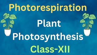 Photorespiration  Photosynthesis  Class 12 photorespiration C2cycle [upl. by Abdel]