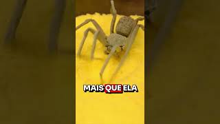 ESSA ARANHA DÁ MEDO [upl. by Merow256]