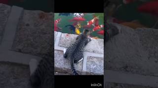 Cat and fish shorts ytshots cuteanimals animalpictures funnyanimlas radha rani [upl. by Conny384]