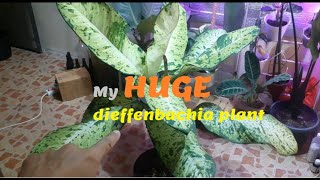 My dieffenbachia plants including a very HUGE one [upl. by Hightower]