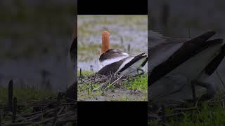 American Avocet Hatching Eggs shorts birds americanavocet wildlife [upl. by Aicirtac]