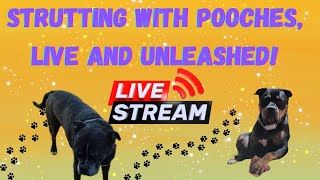 LIVE dog walking doglover pitbull dogwalking live [upl. by Iren332]