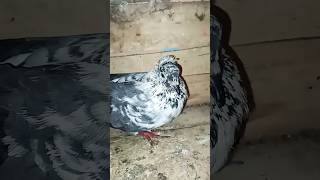 pigeon housekabutron pigeon viralvideos viralvideos shorts [upl. by Catriona]