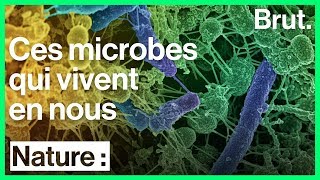 Le microbiote des bactéries indispensables à notre bienêtre [upl. by Liuka205]