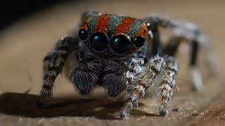 Best Spider Moments  Top 5  BBC Earth [upl. by Latisha]