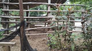 part 24 Stallion and mare farm in stables renggong horses horse sounds [upl. by Narut603]