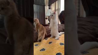 Funny Cats Part 142 cats cat funnyanimals funnycats catstagram catsofinstagram catstagram [upl. by Devonne]