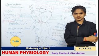 Histology of Heart Part 3 [upl. by Raynard968]