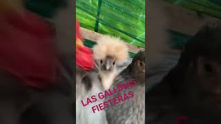 GALLINAS FIESTERAS JEJEJEJEJE  VIDEOS DIVERTIDOS GALLINAS BAILANDO SOLO QUEDA REIR JAJAJAJAJA [upl. by Amari934]